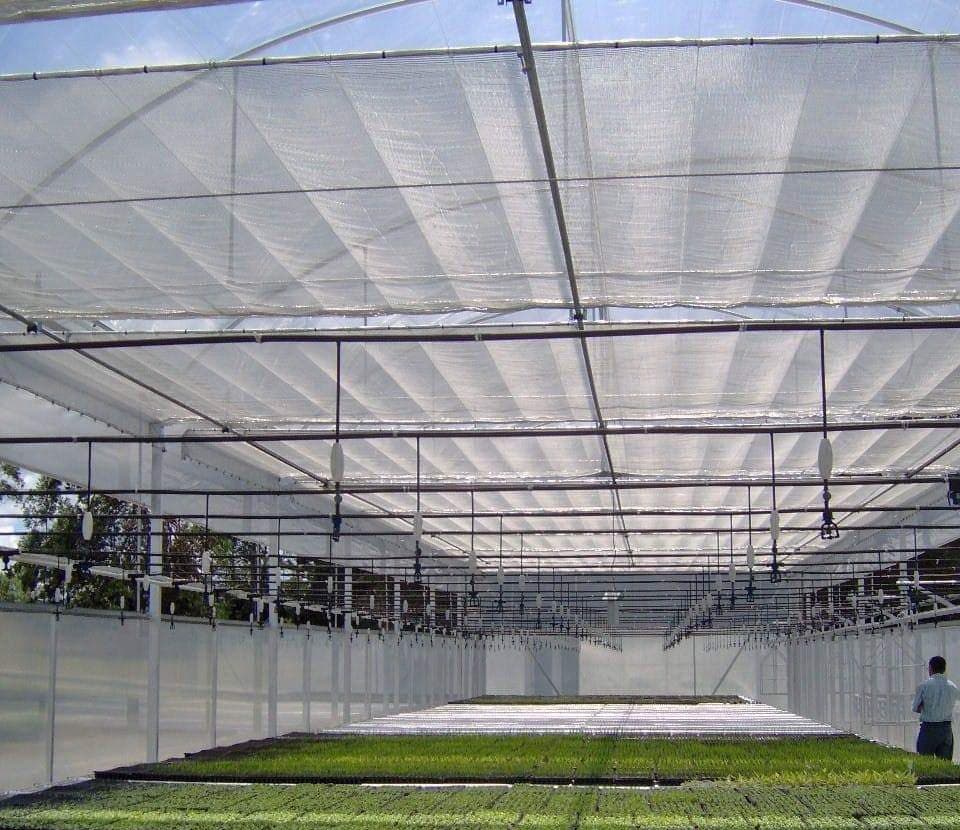 Pantalla térmica instalada sobre un cultivo de tomates